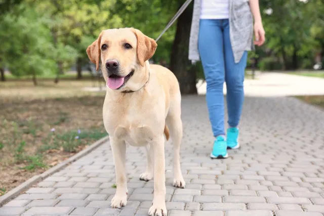 How Much Does It Cost to Own a Labrador Retriever in 2026? Price Guide