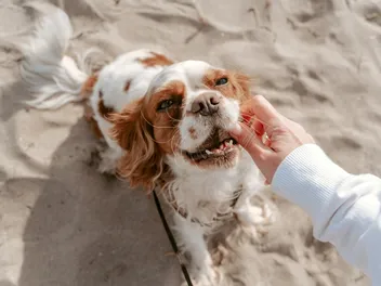 Does My Dog Have a Permanent Hole in Their Mouth? Our Vet Explains Oronasal Fistula
