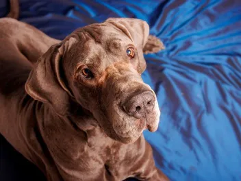 Chocolate Great Dane: Info, Pictures, Origin & History