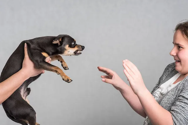 Do Dogs Get Annoyed? Vet-Verified Facts & Info