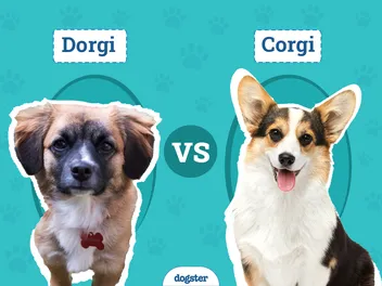 Dorgi vs Corgi: Key Differences & Similarities (With Pictures)