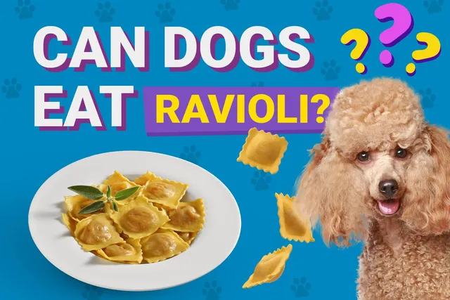 Can Dogs Eat Ravioli? Vet-Verified Facts & Safety Guide