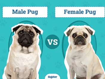 Male vs Female Pug: The Key Differences (With Pictures)