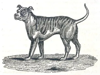 30 Extinct Dog Breeds: Canines That No Longer Exist (With Photos & Illustrations)