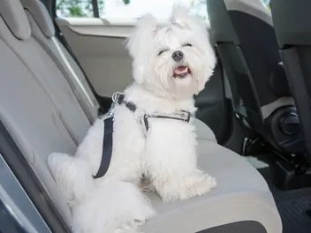 Why Does My Dog Drool in the Car? 4 Reasons for This Behavior