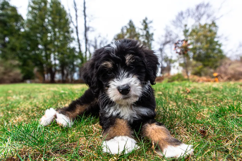 Bernedoodle Puppy lying on the ground