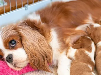 How to Keep Mother Dogs Healthy After Birth: Vet-Approved Postpartum Care Guide