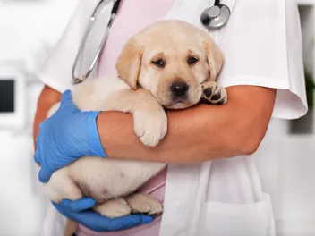 Puppy's First Vet Visit: Checklist & 15 Preparation Tips (Vet Approved)