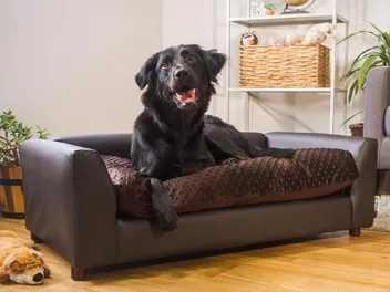 8 Best Couches for Dogs in 2026 - Reviews & Top Picks