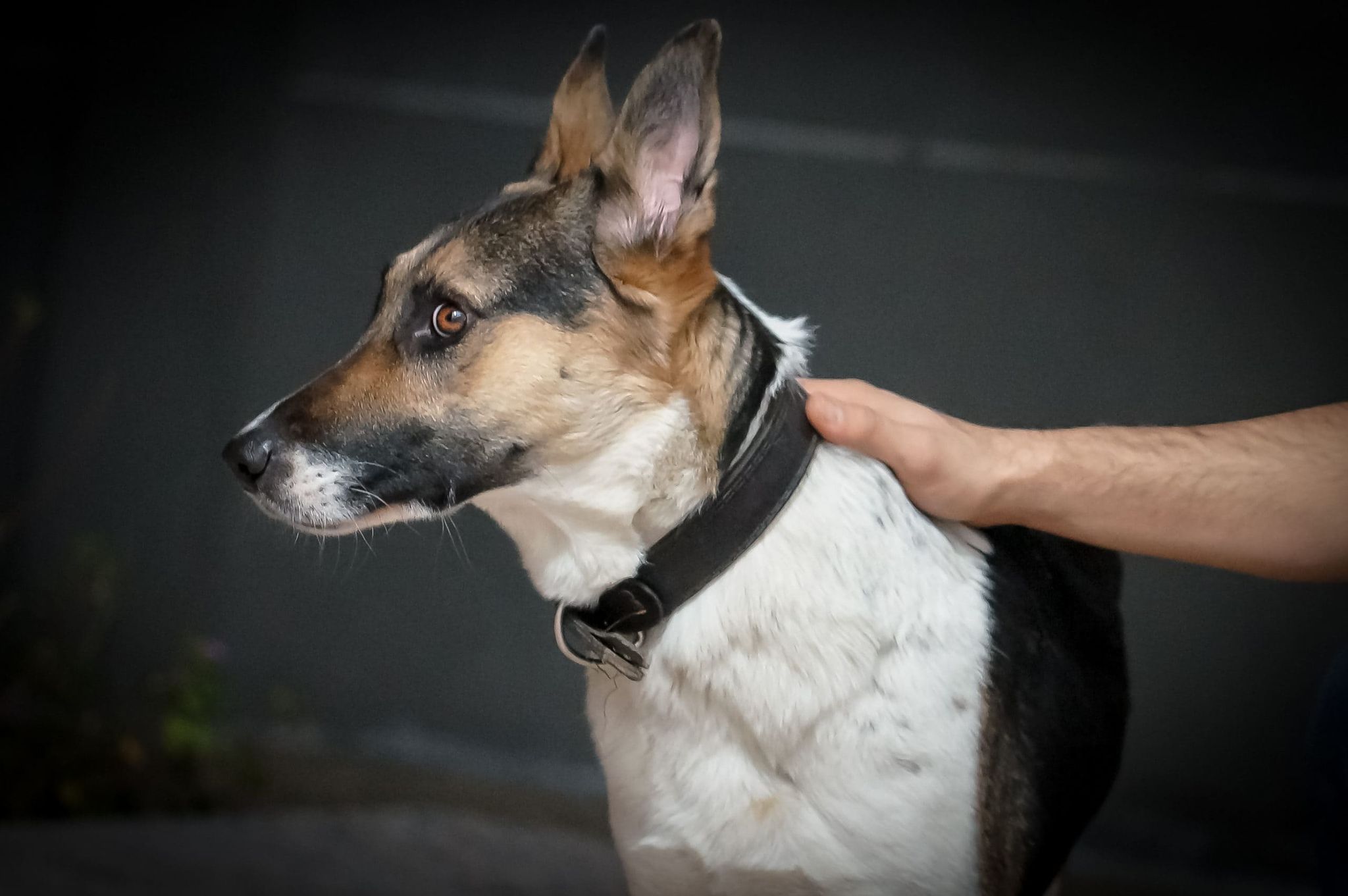 Panda German Shepherd Dog Breed: Info, Pictures, Care & More