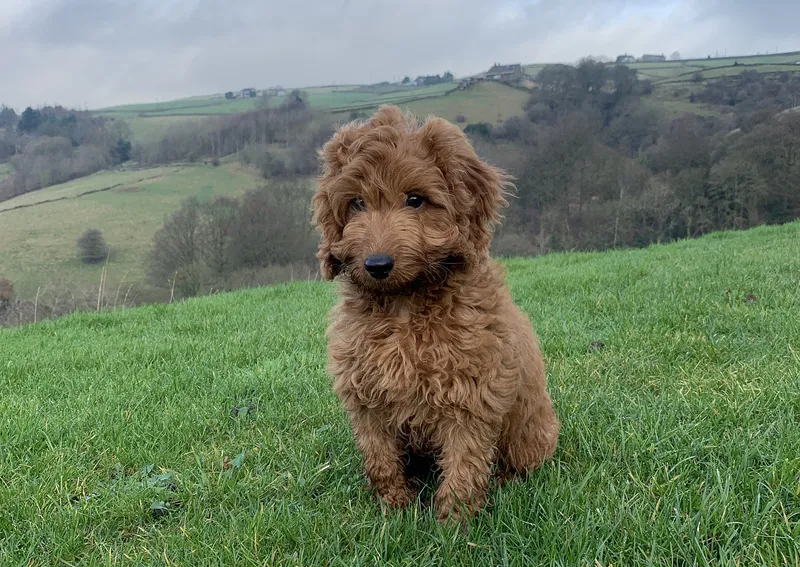 cockapoo sitting on grass