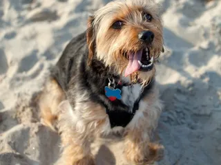 Borkie (Yorkshire Terrier & Beagle Mix): Info, Pictures & Care