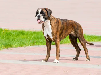 18 Big Dog Breeds That Don't Shed (With Info & Pictures)