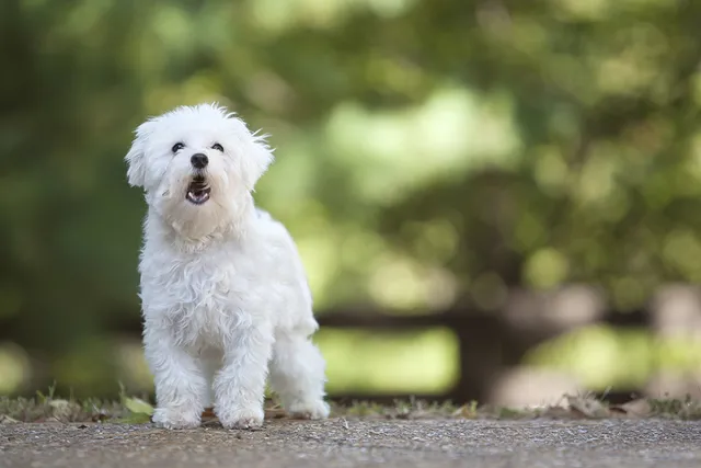 Do Dogs Have Different Barks? 4 Vet-Approved Types With Videos