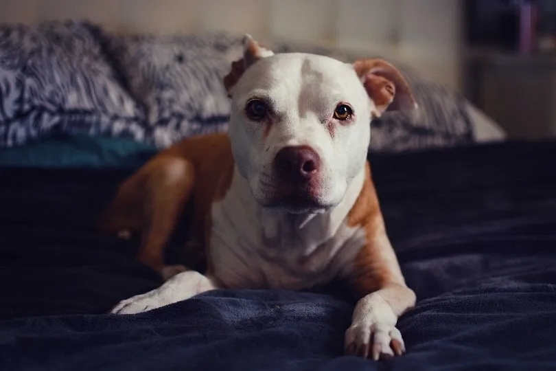 pit bull lying on the bed