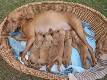 Postpartum Eclampsia in Dogs: Vet-Verified Signs, Diagnosis & Treatment