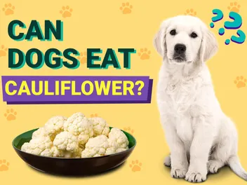 Can Dogs Eat Cauliflower? Vet-Verified Nutrition Facts & FAQ