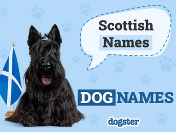 150+ Scottish Dog Names: Female and Male Ideas with Meanings