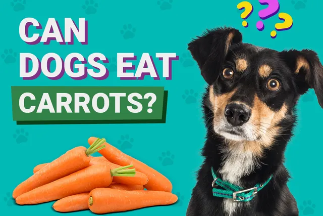 Can Dogs Eat Carrots? Vet-Approved Nutrition Facts & FAQ