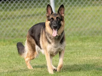 14 Most Popular Dog Breeds in the World (2026 Update)