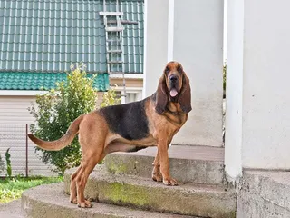 How Big Does a Bloodhound Get? Average Weight & Growth Chart