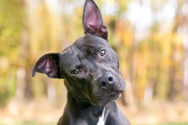 Fake Testicles for Dogs: Vet-Verified Facts & FAQ
