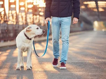 When Is the Best Time of Day to Walk Your Dog? Vet-Approved Safety Tips