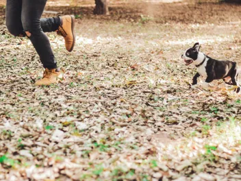 Why Do Dogs Chase People? Vet-Reviewed Causes & Handling Tips