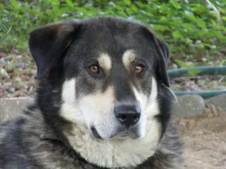 Alaskan Malador Dog Breed: Info, Pictures, Care Guide & More
