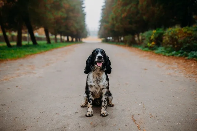 Russian Spaniel Dog Breed: Info, Pictures, Care & More