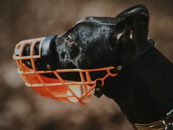How to Muzzle a Dog: 7 Vet-Approved Safety Tips & Tricks