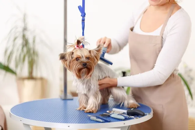 How Much Does Dog Grooming Cost in Canada? 2026 Price Guide