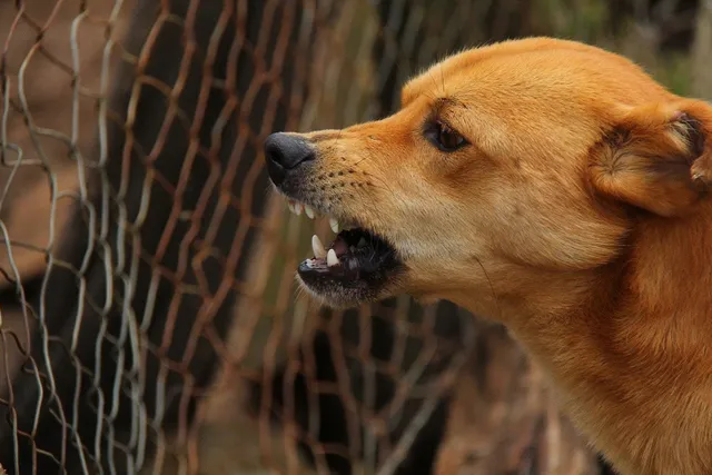 Stopping Aggressive Behavior in Dogs: Vet-Verified Tips