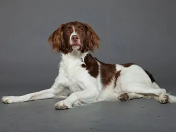 Drentse Patrijshond Dog Breed: Info, Pictures, Care & More