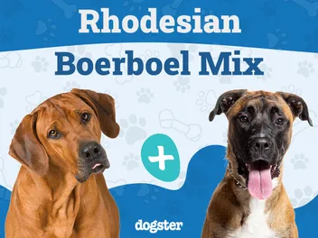 Rhodesian Boerboel Mix Dog Breed: Info, Pictures, Care Guide & Traits