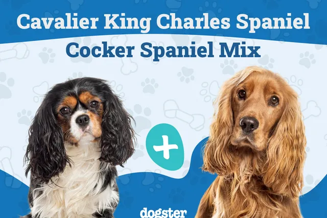 Cockalier Mixed Dog Breed: Info, Pictures, Care & More