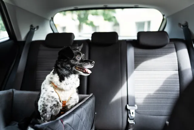 12 Vet-Approved Tips for Traveling in a Car With a Dog