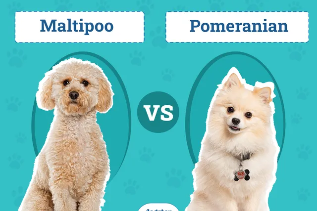 Maltipoo vs. Pomeranian: How Do They Compare? (With Pictures)