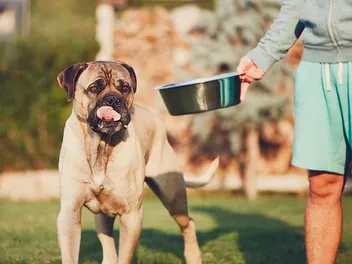11 Best Dog Foods for Cane Corsos in 2026 - Reviews & Top Picks