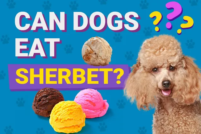 Can Dogs Eat Sherbet? Vet-Reviewed Health & Safety Guide