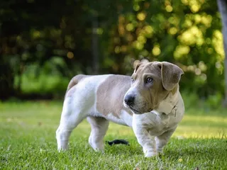 Ba Shar (Basset Hound & Shar Pei Mix): Info, Pictures, Care & Traits