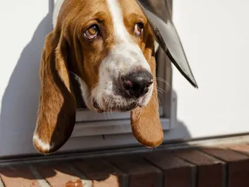 9 Basset Hound Pros & Cons: What You Should Know