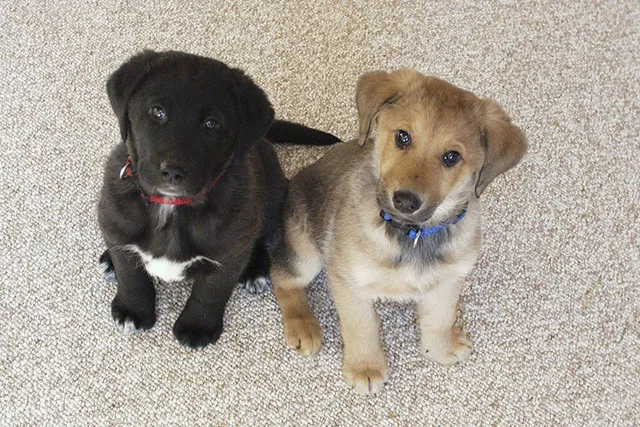 Labrador Retriever Puppies for Sale in Wisconsin: 2026 Breeders List