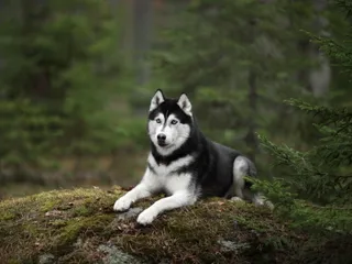 10 Vet-Verified Interesting Siberian Husky Facts: Understanding the Breed