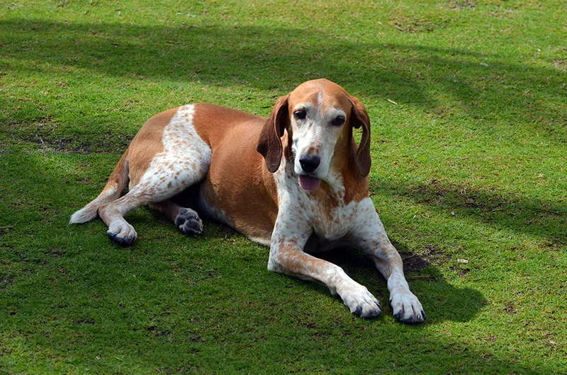 American-English Coonhound lying on the grass