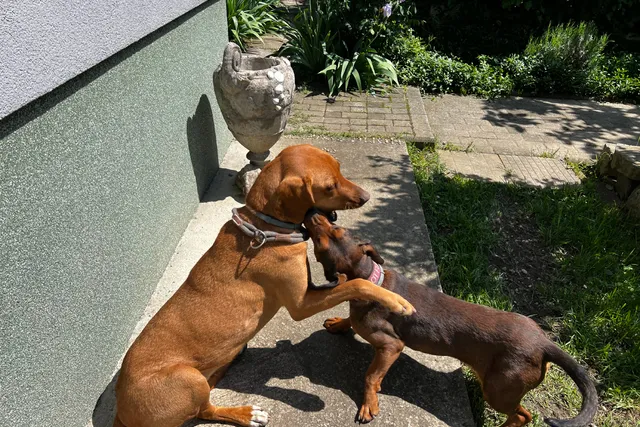 Rearranging My House (and Life!) Around My Dogs: From Gardening to Dating