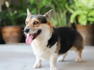 How Much Exercise Does My Corgi Need? Tips & FAQ