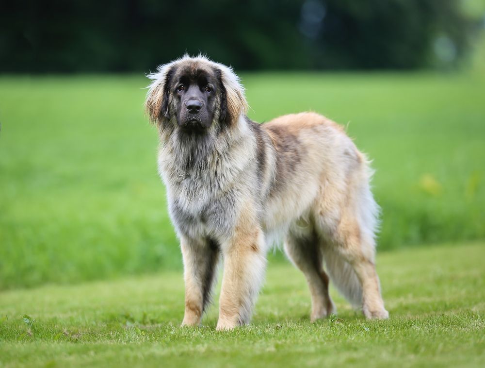 a beautiful purebreed Leonberger dog outdoors
