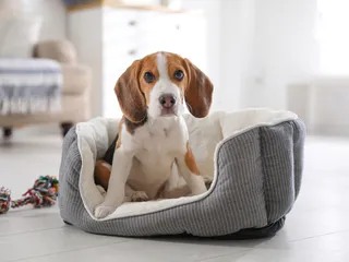Are Beagles Good Apartment Dogs? Vet Reviewed Breed Temperament & FAQ