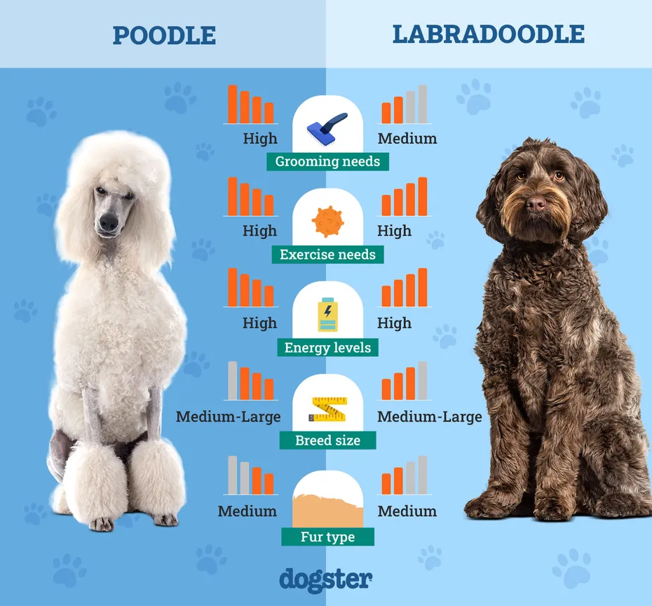 Dogster_Side by Side Comparison_ Poodle vs Labradoodle
